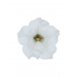 Petunia Surfinia "White" - во саксија Ø27